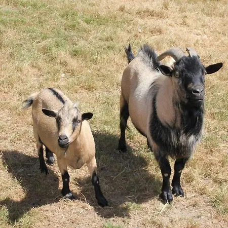 Mobil-home Confortable Avec Terrasse Pour 4 Personnes - Api-1-52-1361 مكان تخييم *