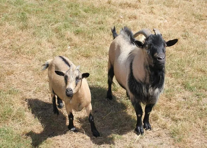 Mobil-home Confortable Avec Terrasse Pour 4 Personnes - Api-1-52-1361 Campingplatz *